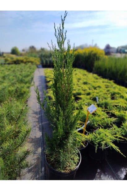 Ялівець китайський Спартан - 5л/вис.60-80см/Ø20-30см/4рок